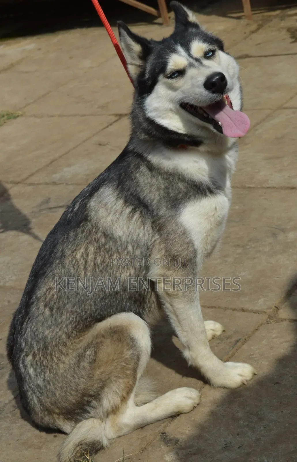 1+ year Female Purebred Siberian Husky