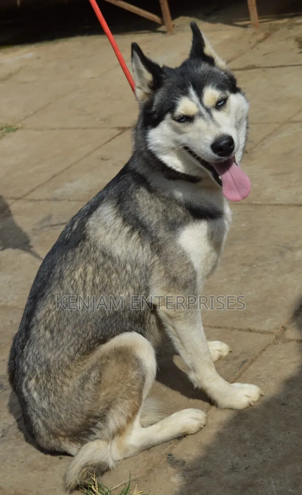 1+ year Female Purebred Siberian Husky