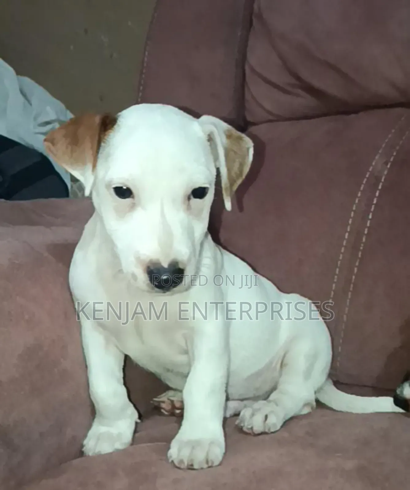1-3 months Female Purebred Jack Russell Terrier