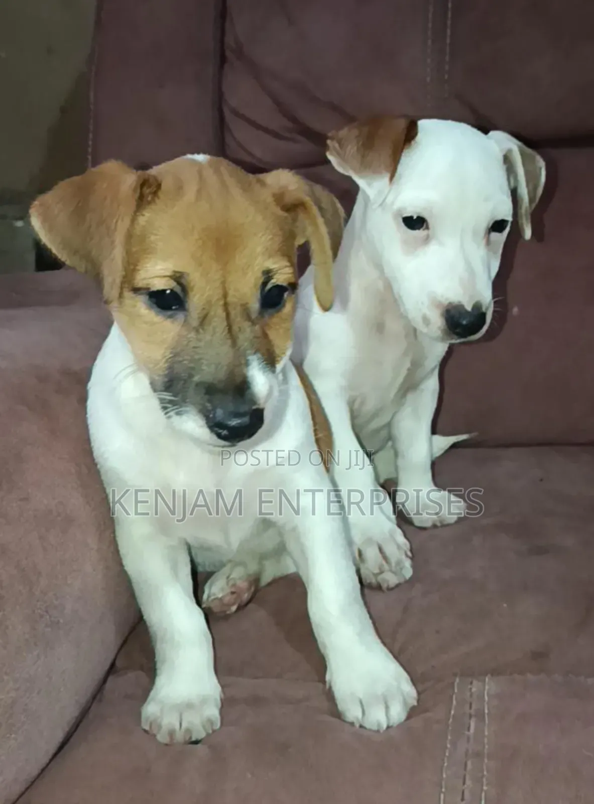 1-3 months Male Purebred Jack Russell Terrier