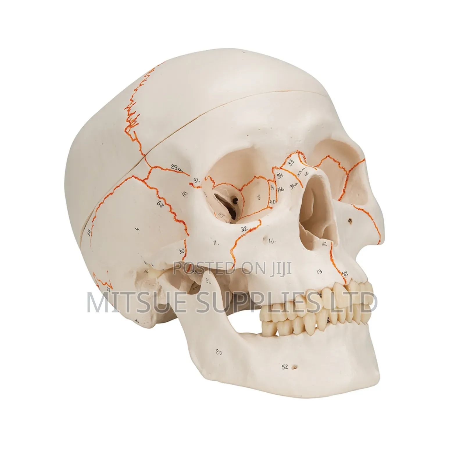 Skull Model With Numbers