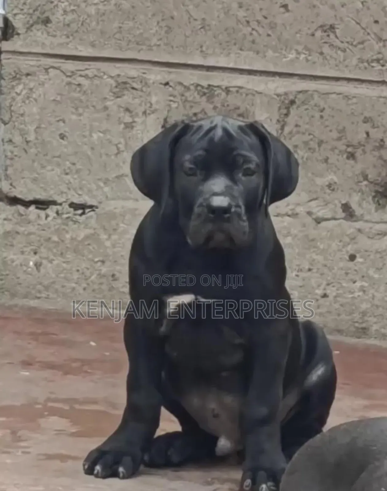 1-3 months Male Purebred Boerboel