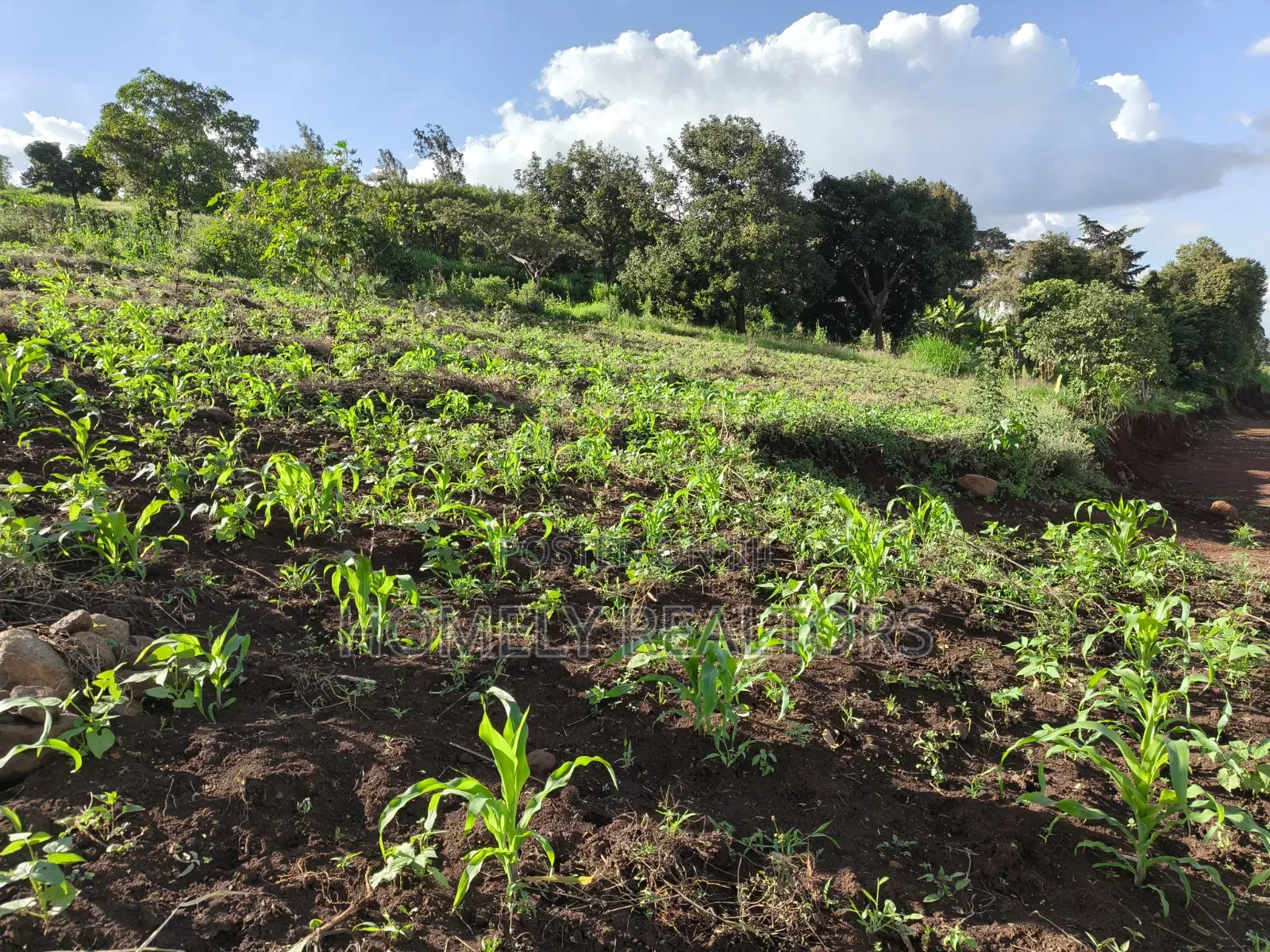 One Acre Plot for Sale in Ngong, Kahara Near Tarmac. Red Soil