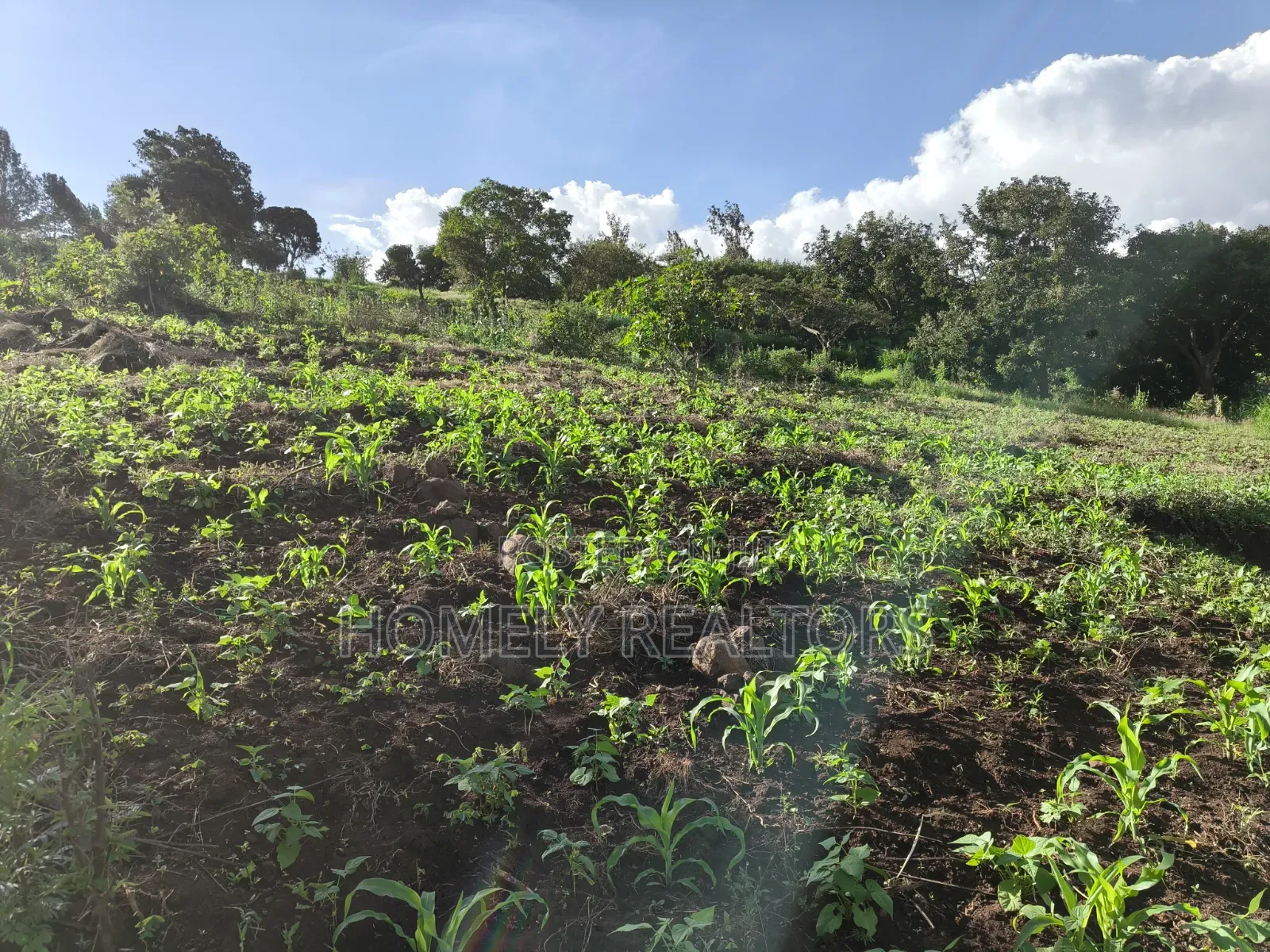 One Acre Plot for Sale in Ngong, Kahara Near Tarmac. Red Soil