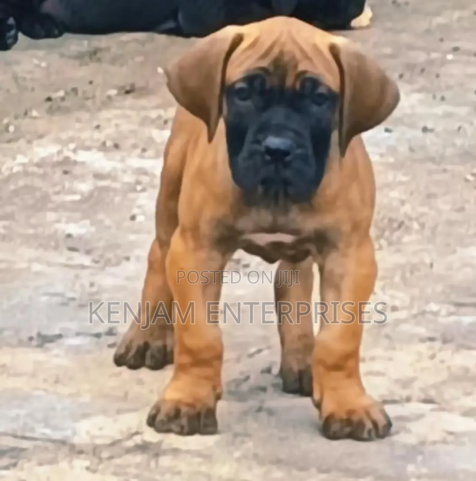 1-3 months Male Purebred Boerboel