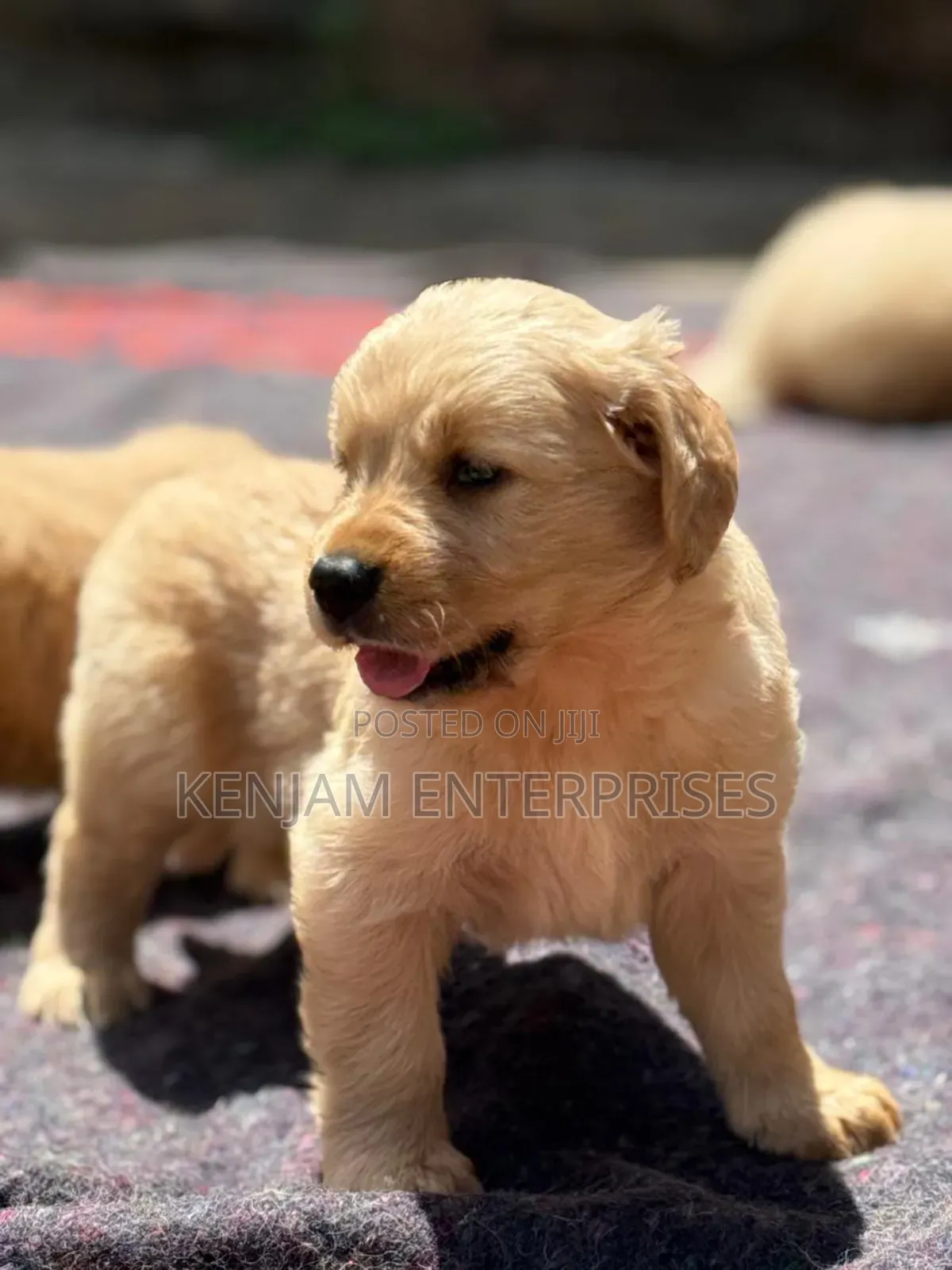 1-3 months Male Purebred Golden Retriever