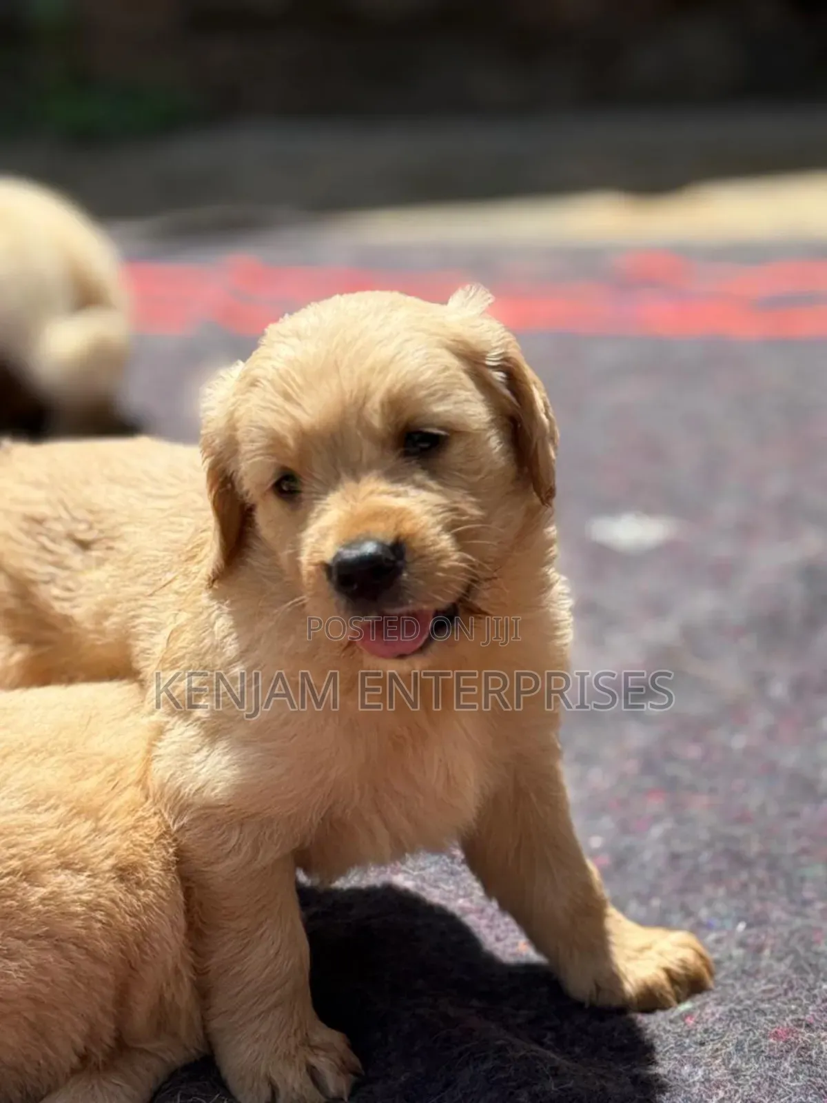 1-3 months Female Purebred Golden Retriever