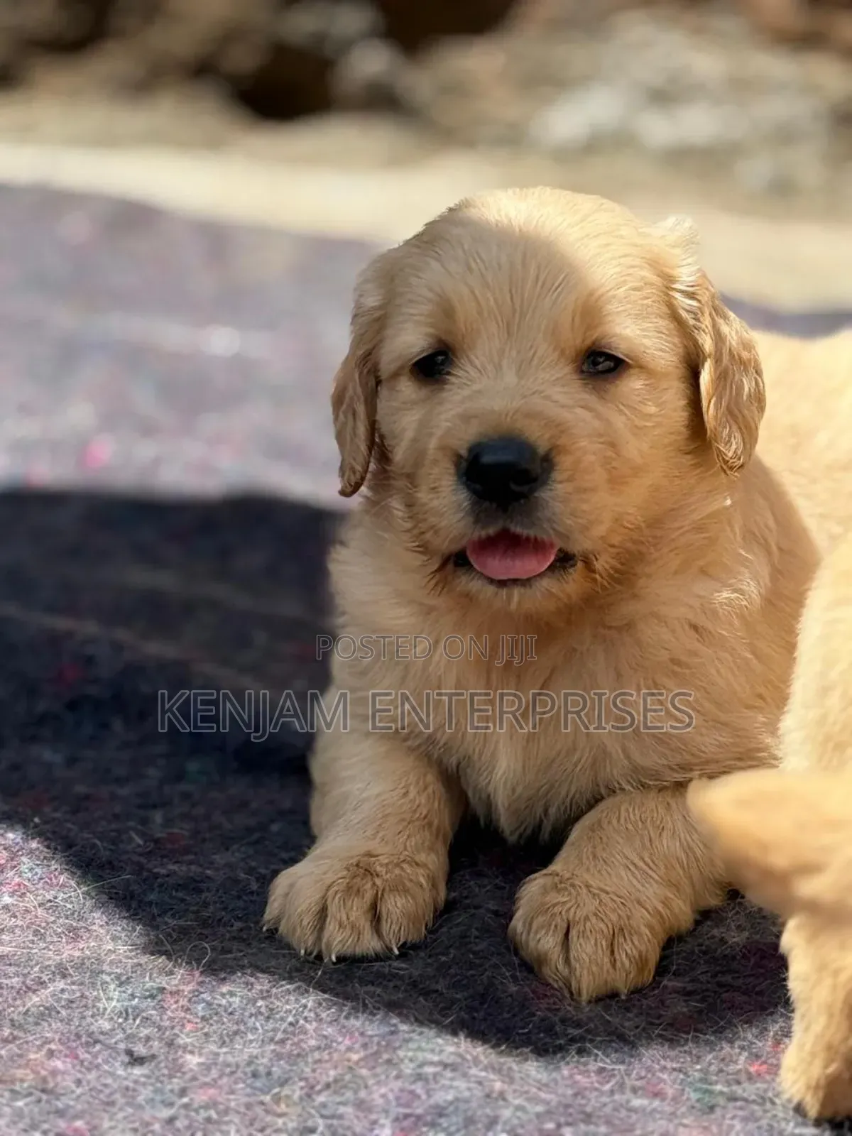 1-3 months Male Purebred Golden Retriever