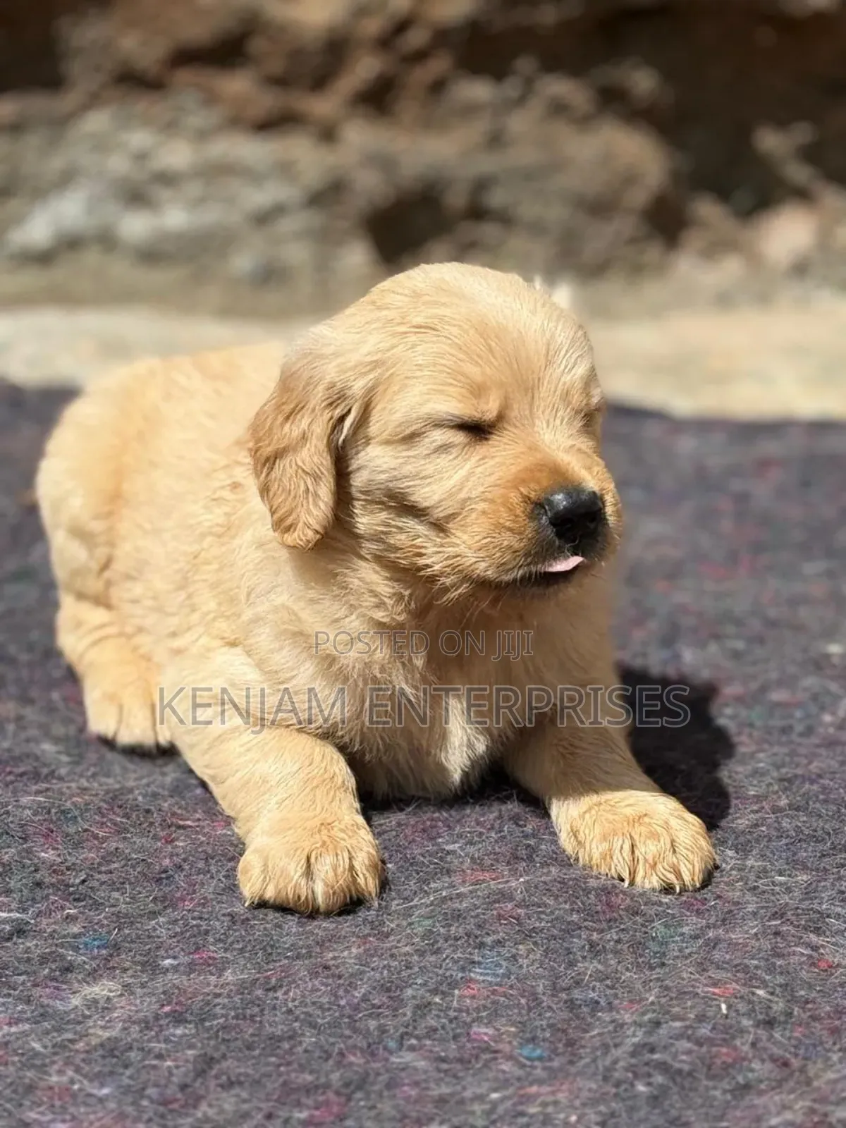 1-3 months Female Purebred Golden Retriever