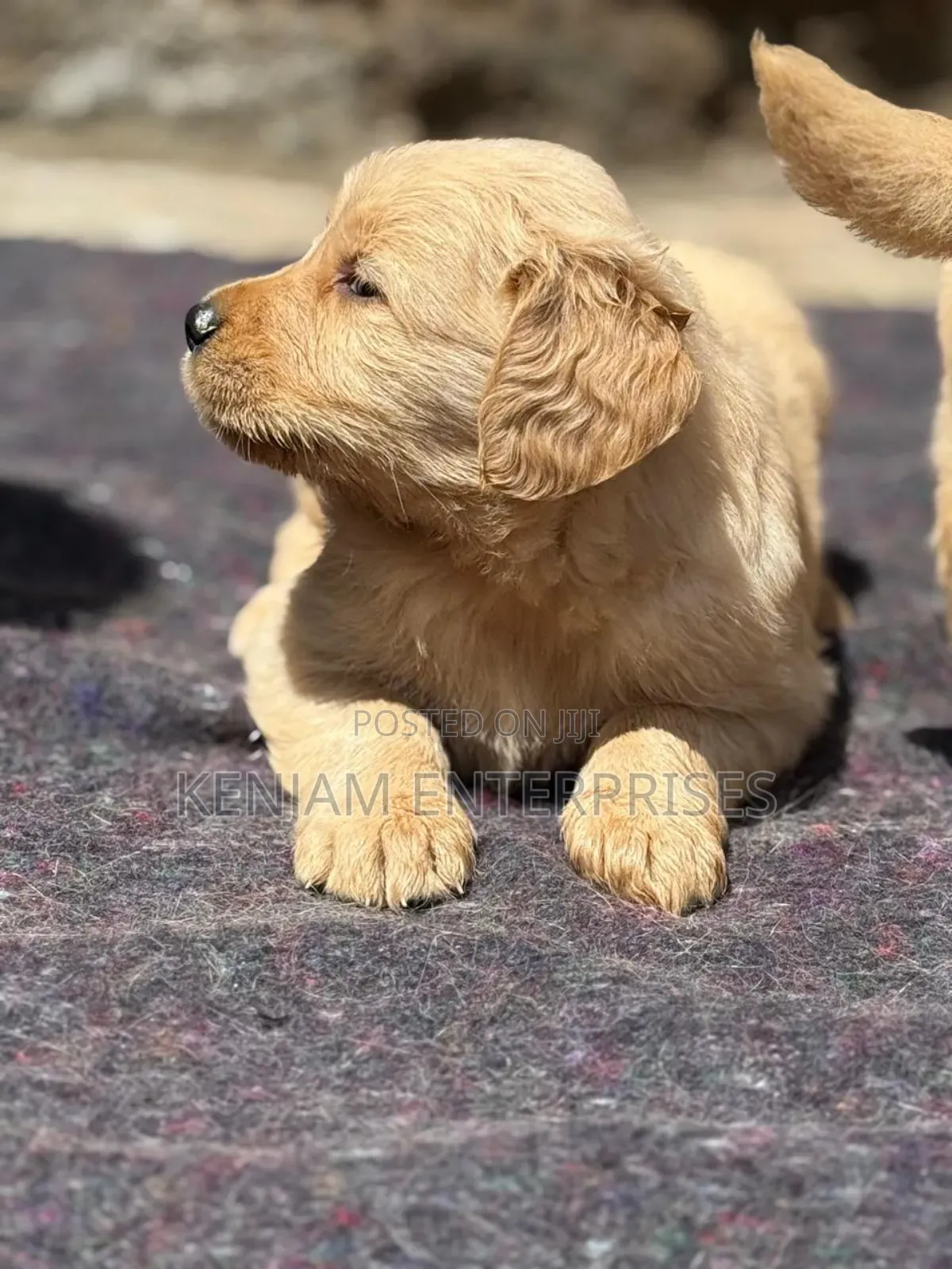 1-3 months Male Purebred Golden Retriever
