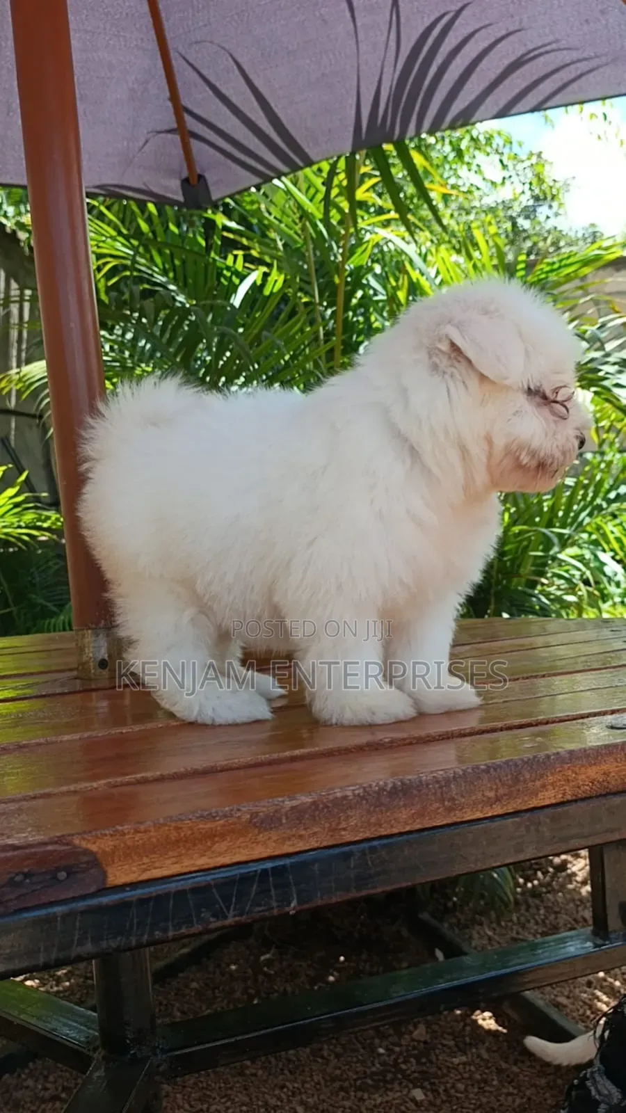 1-3 months Female Purebred Havanese