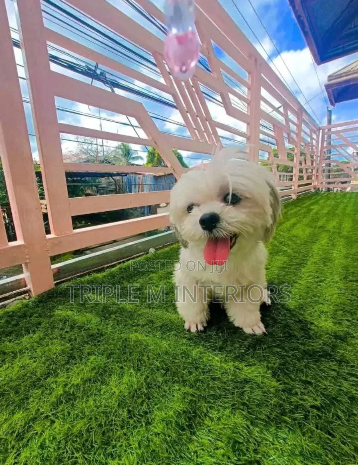 Pet Friendly , Forever Green Artificial Balcony Grass Carpet
