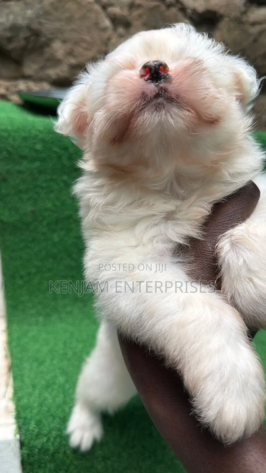 1-3 months Male Purebred Havanese