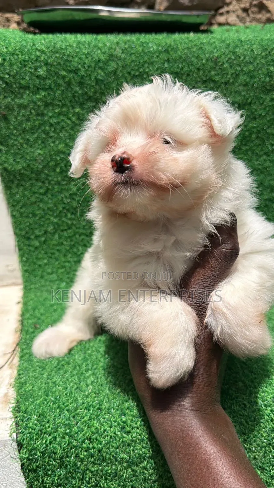 1-3 months Female Purebred Havanese