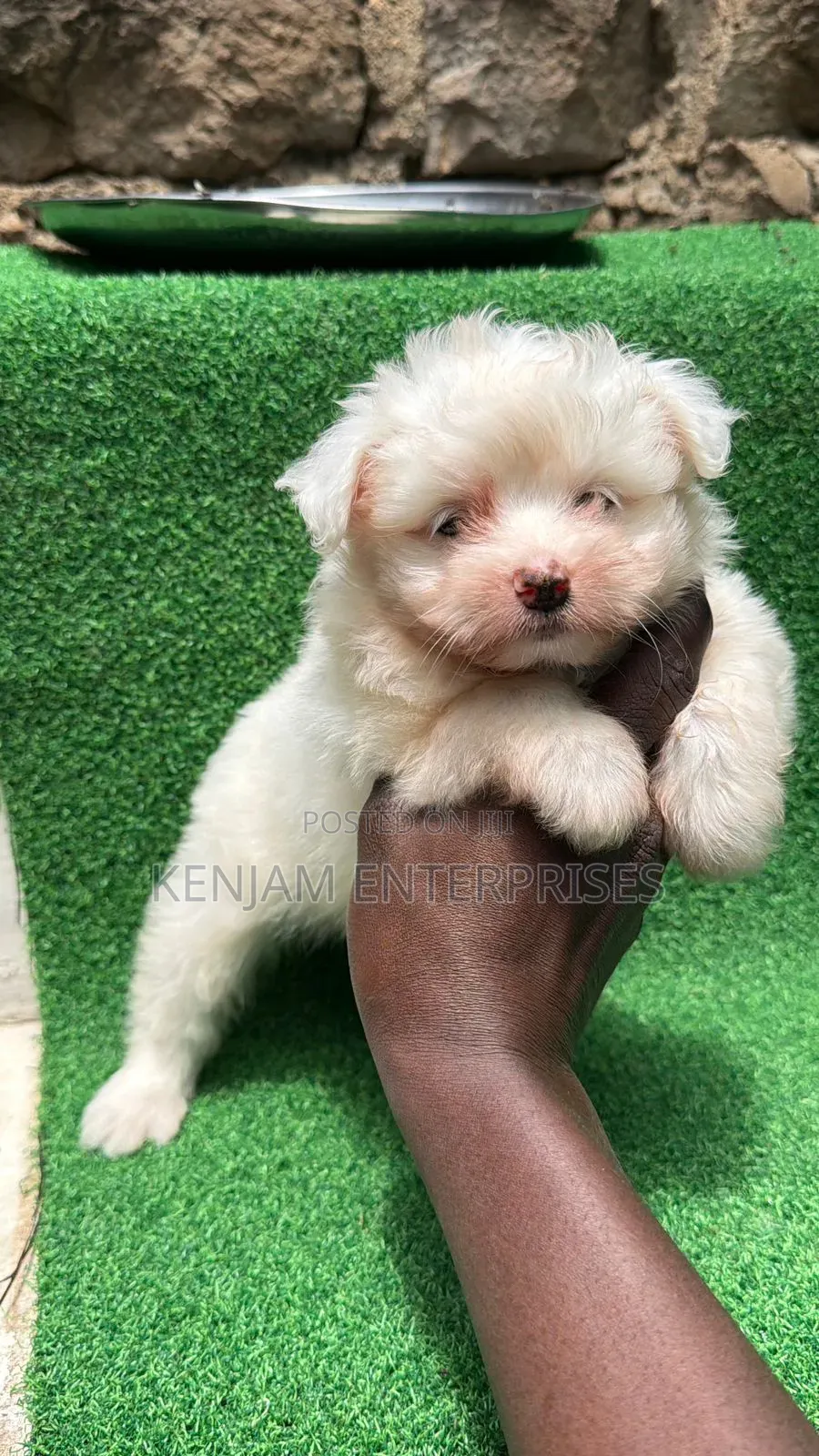 1-3 months Male Purebred Havanese