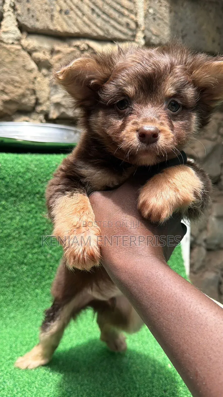 1-3 months Male Purebred Havanese