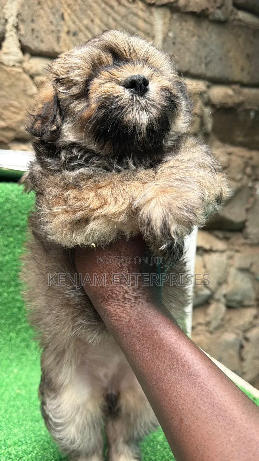 1-3 months Female Purebred Havanese