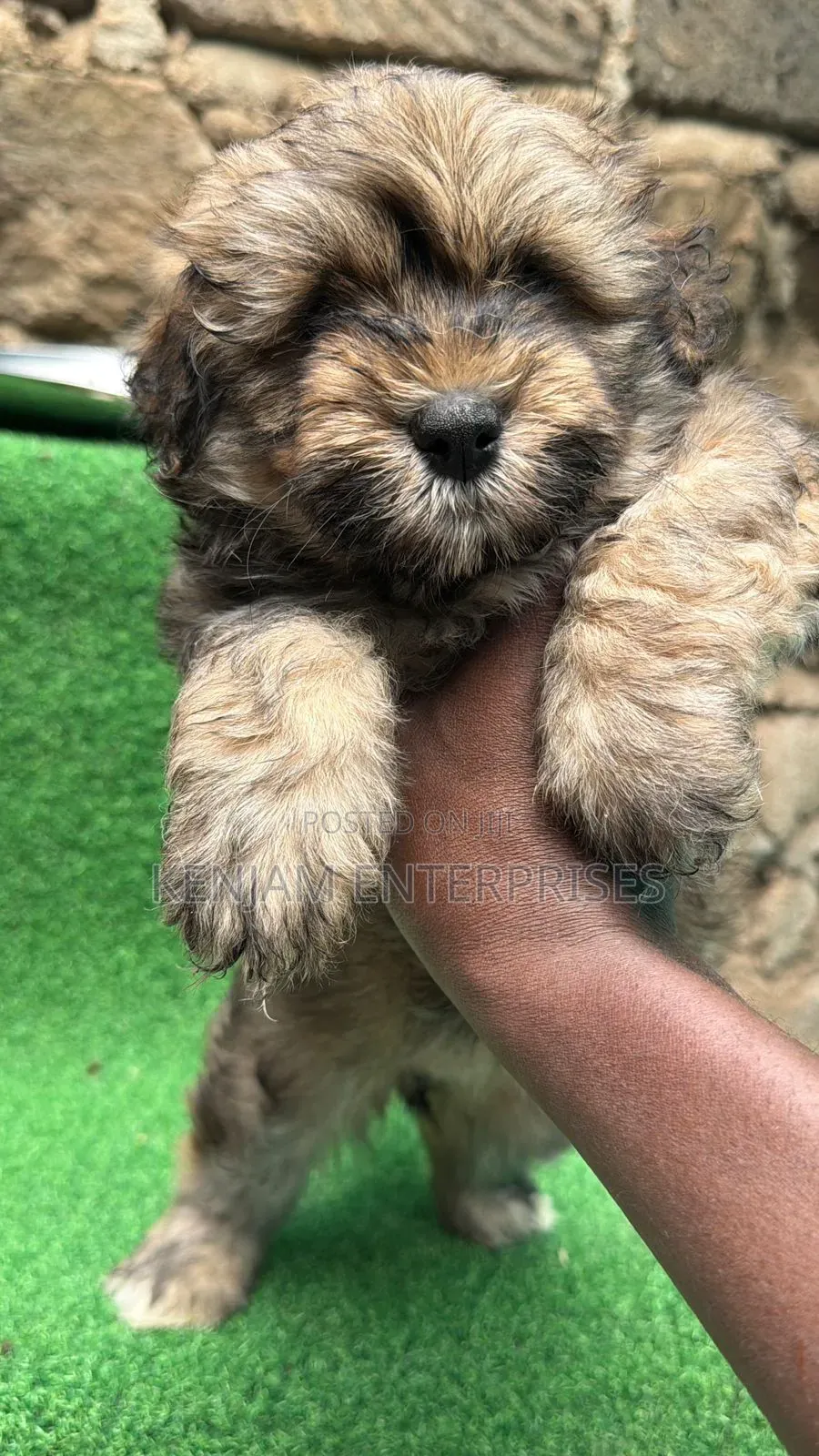 1-3 months Female Purebred Havanese