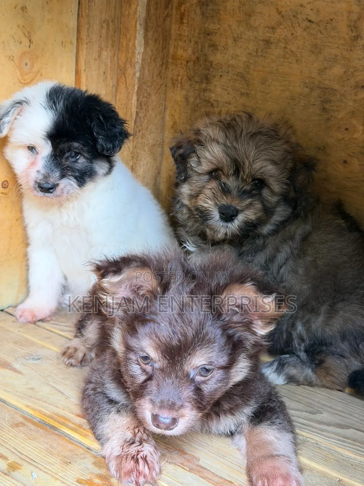 1-3 months Male Purebred Havanese