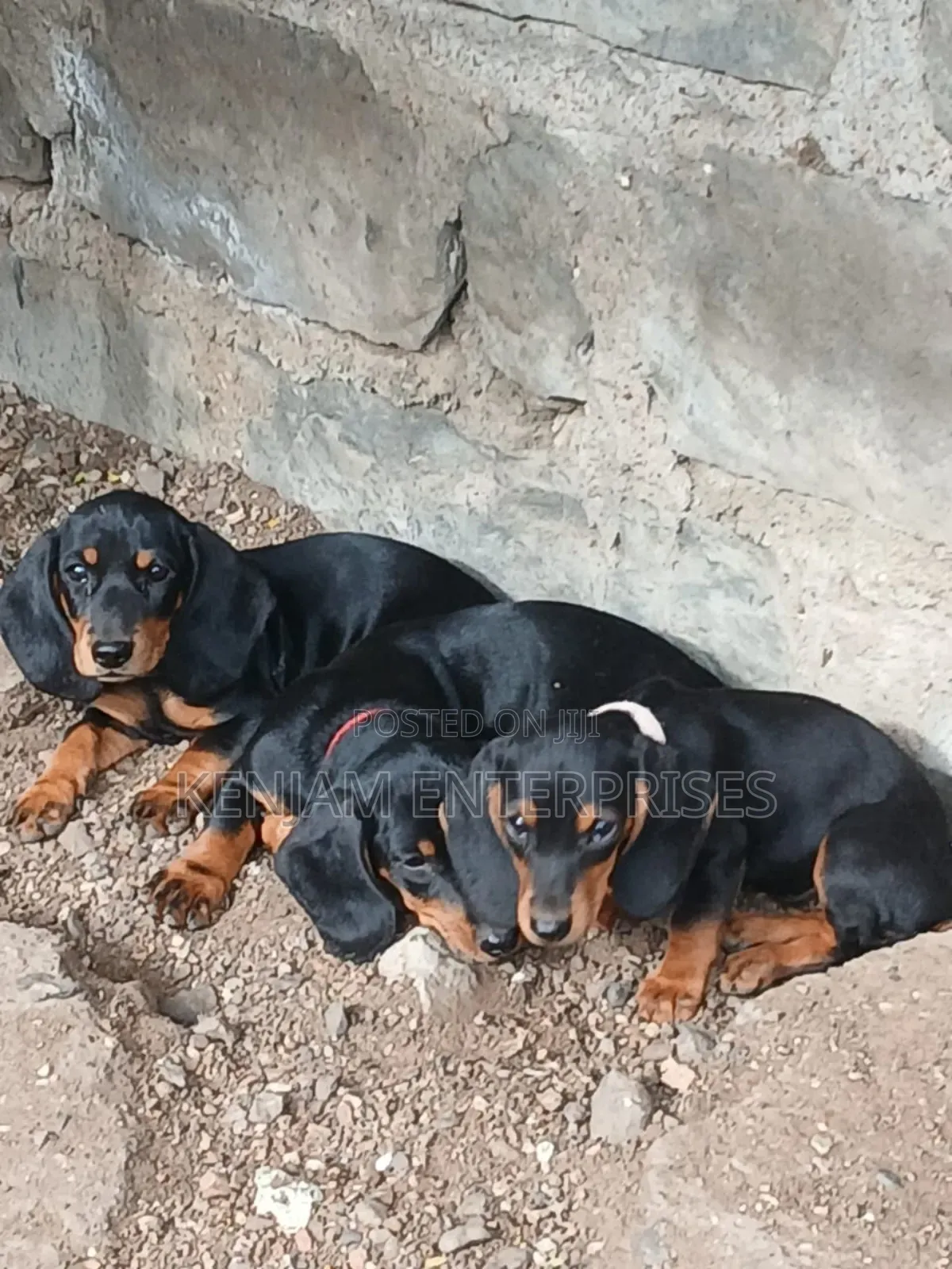 1-3 months Male Purebred Dachshund