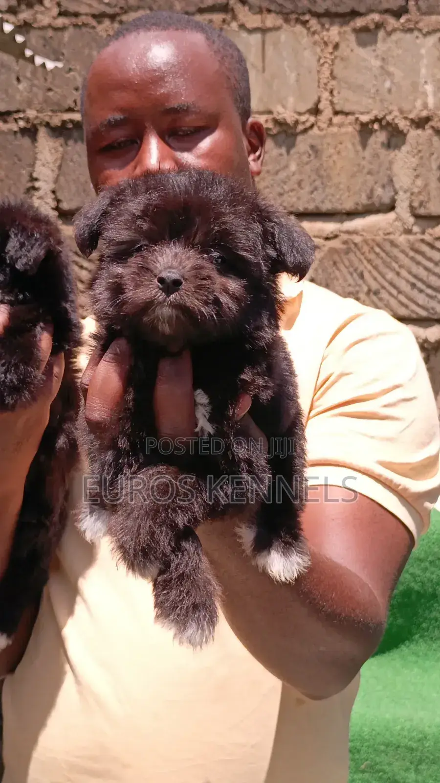 1-3 months Female Purebred Havanese