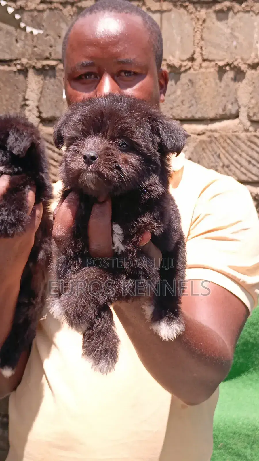 1-3 months Female Purebred Havanese