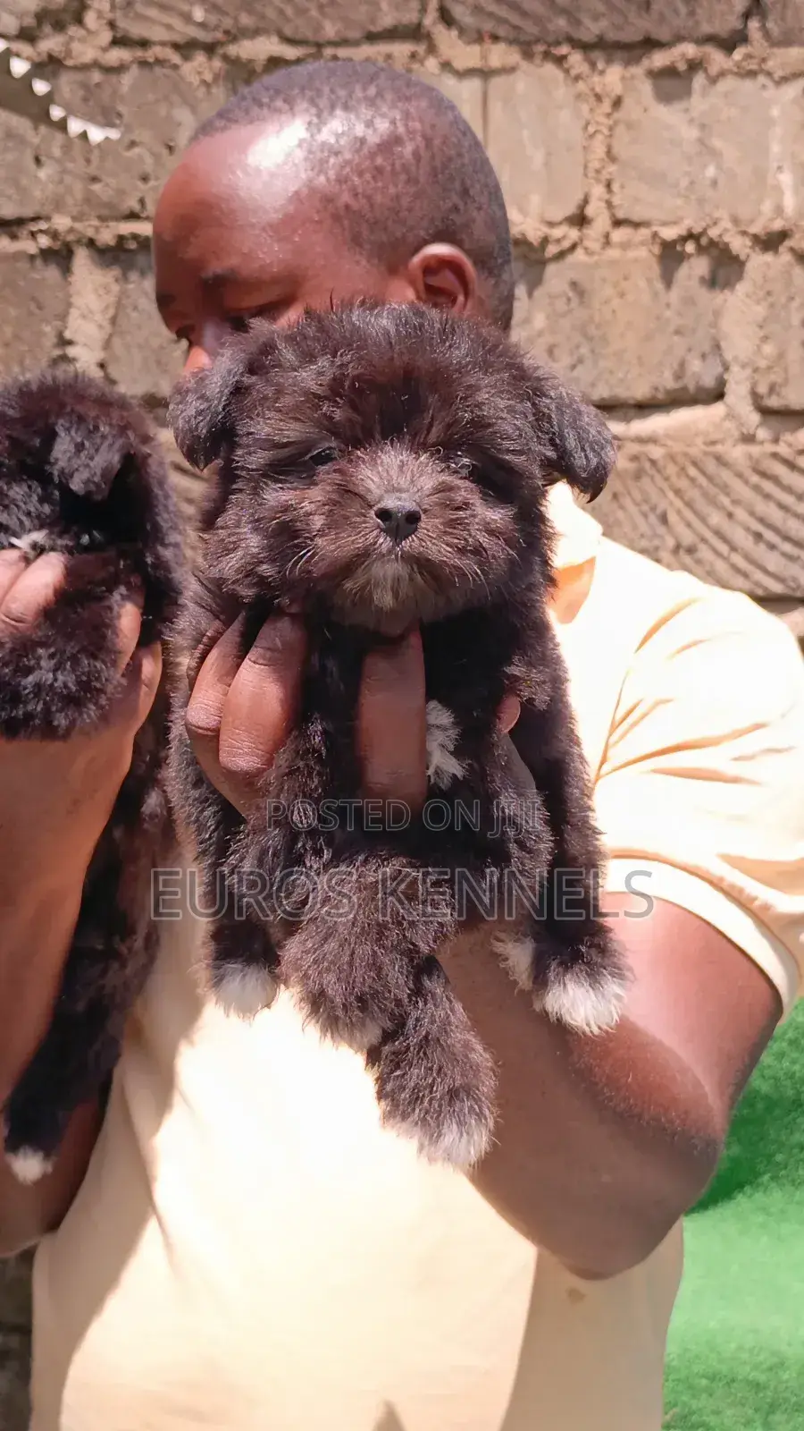 1-3 months Female Purebred Havanese