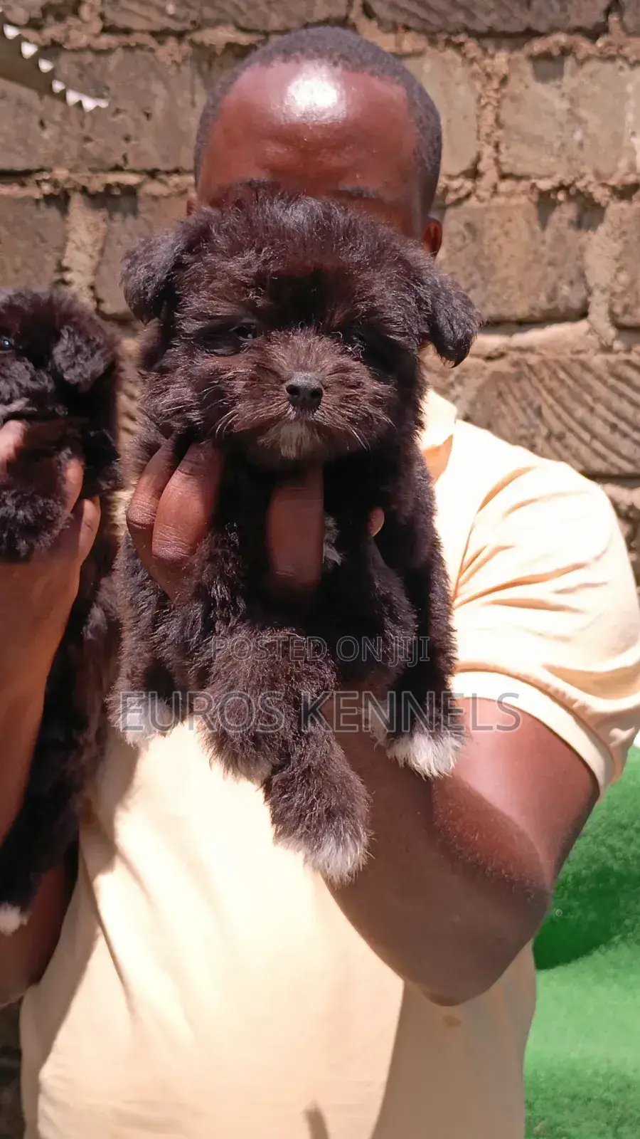 1-3 months Female Purebred Havanese