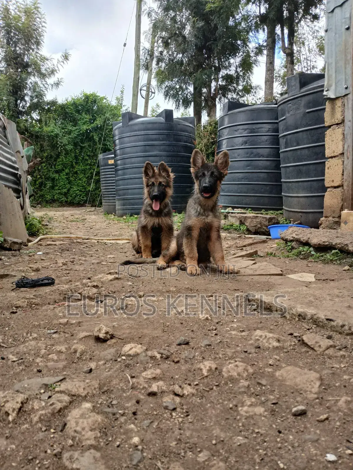 1-3 months Male Purebred German Shepherd
