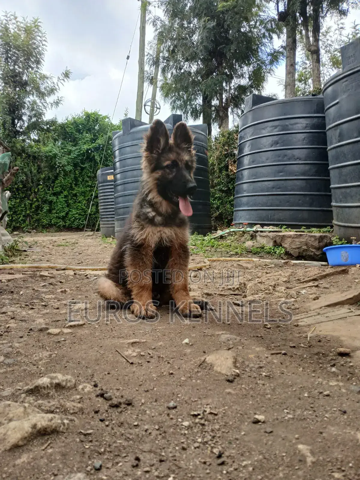 1-3 months Male Purebred German Shepherd