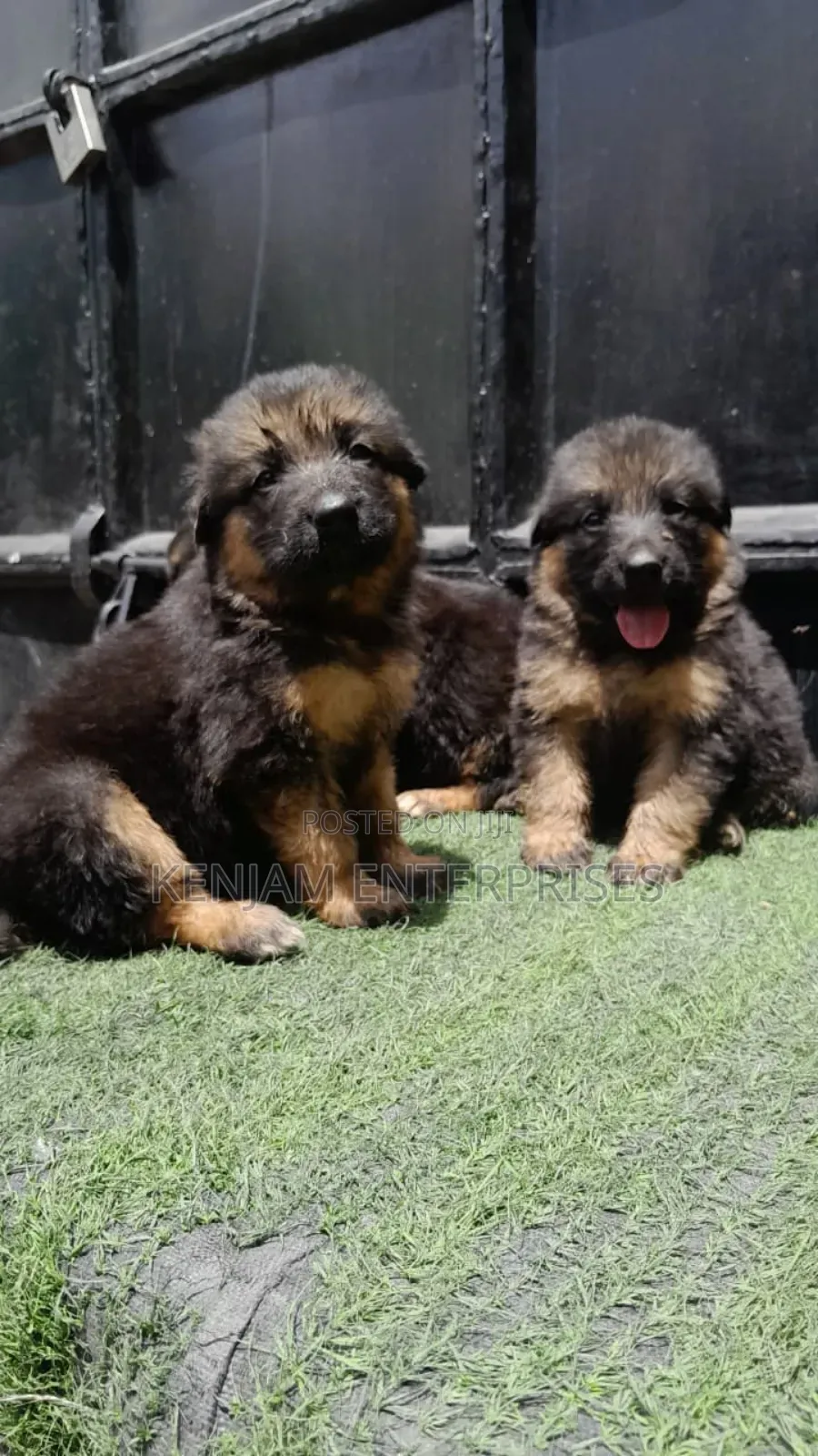 1-3 months Male Purebred German Shepherd