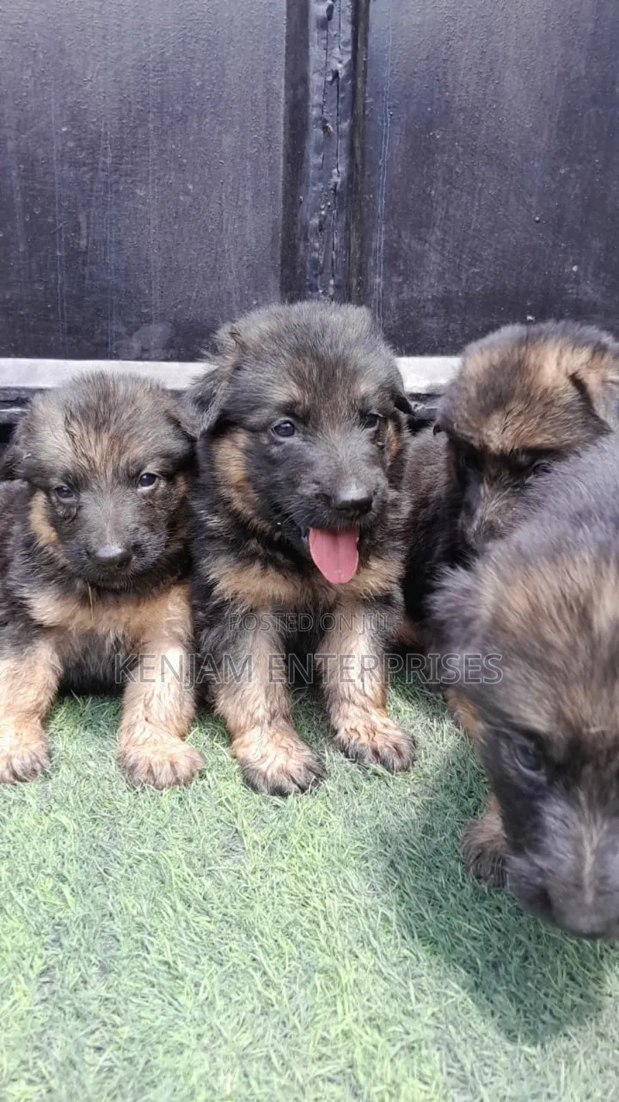 1-3 months Female Purebred German Shepherd