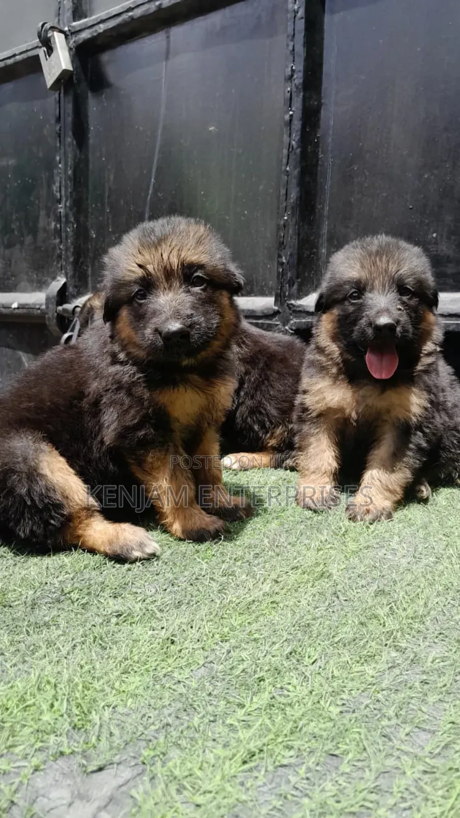 1-3 months Female Purebred German Shepherd