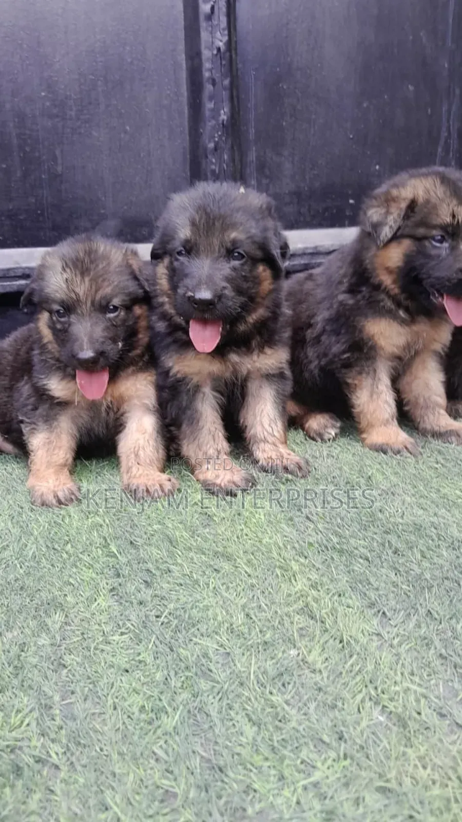 1-3 months Male Purebred German Shepherd