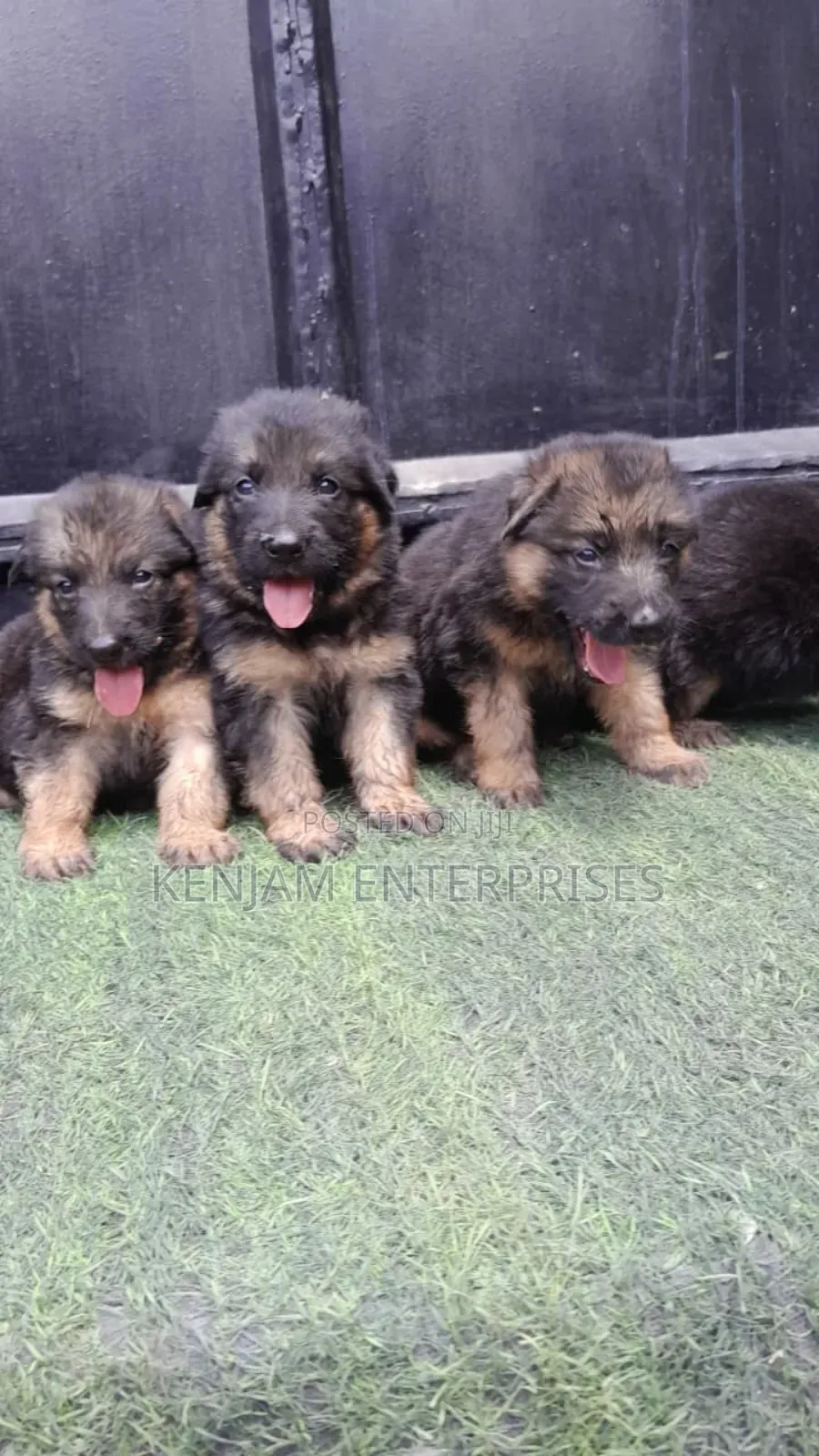 1-3 months Male Purebred German Shepherd