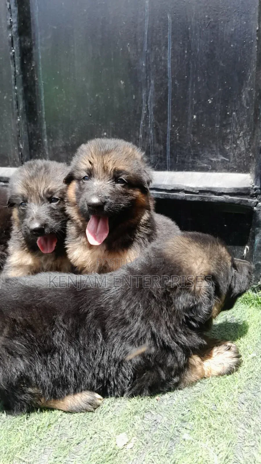1-3 months Male Purebred German Shepherd