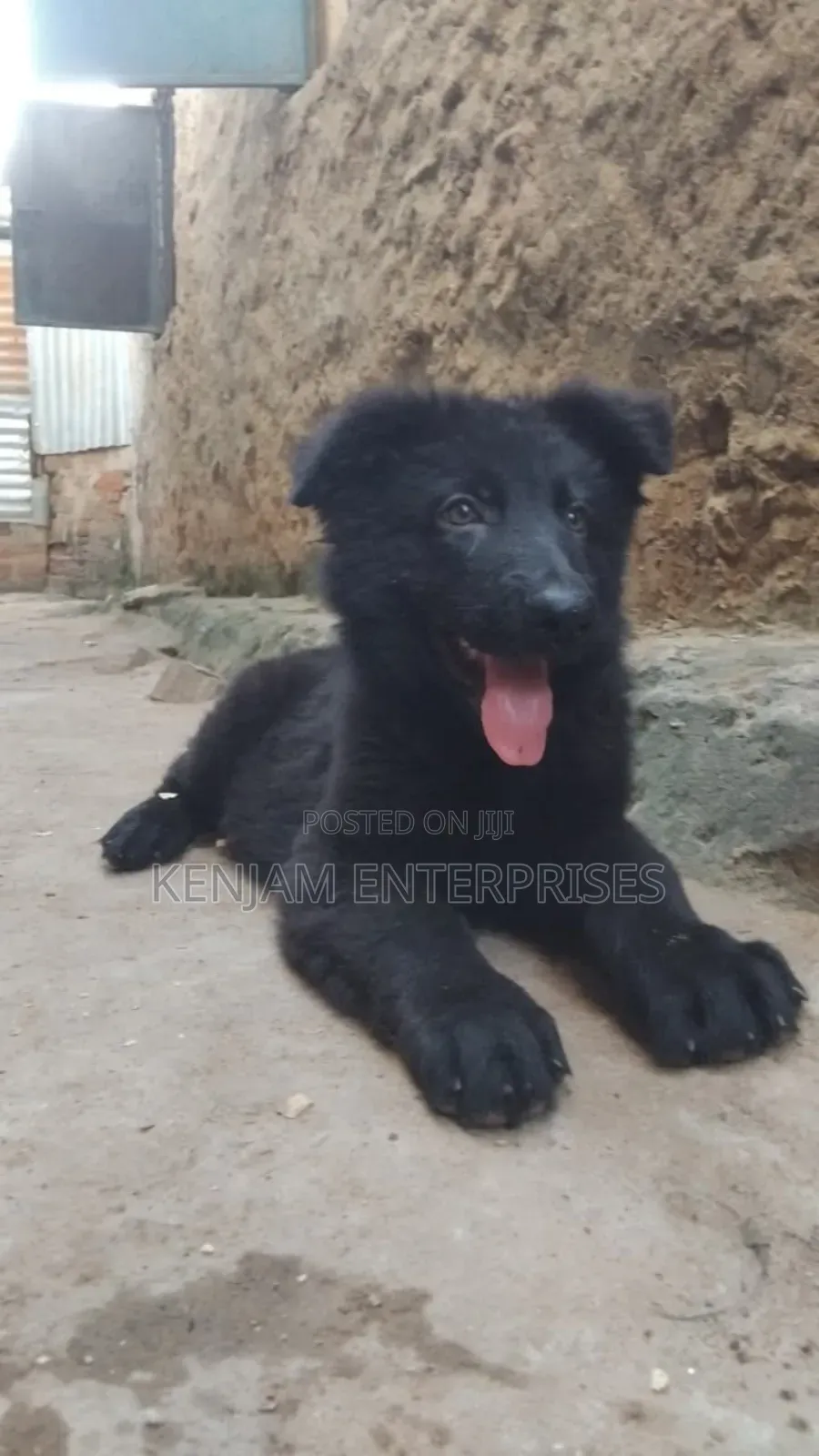 1-3 months Male Purebred German Shepherd