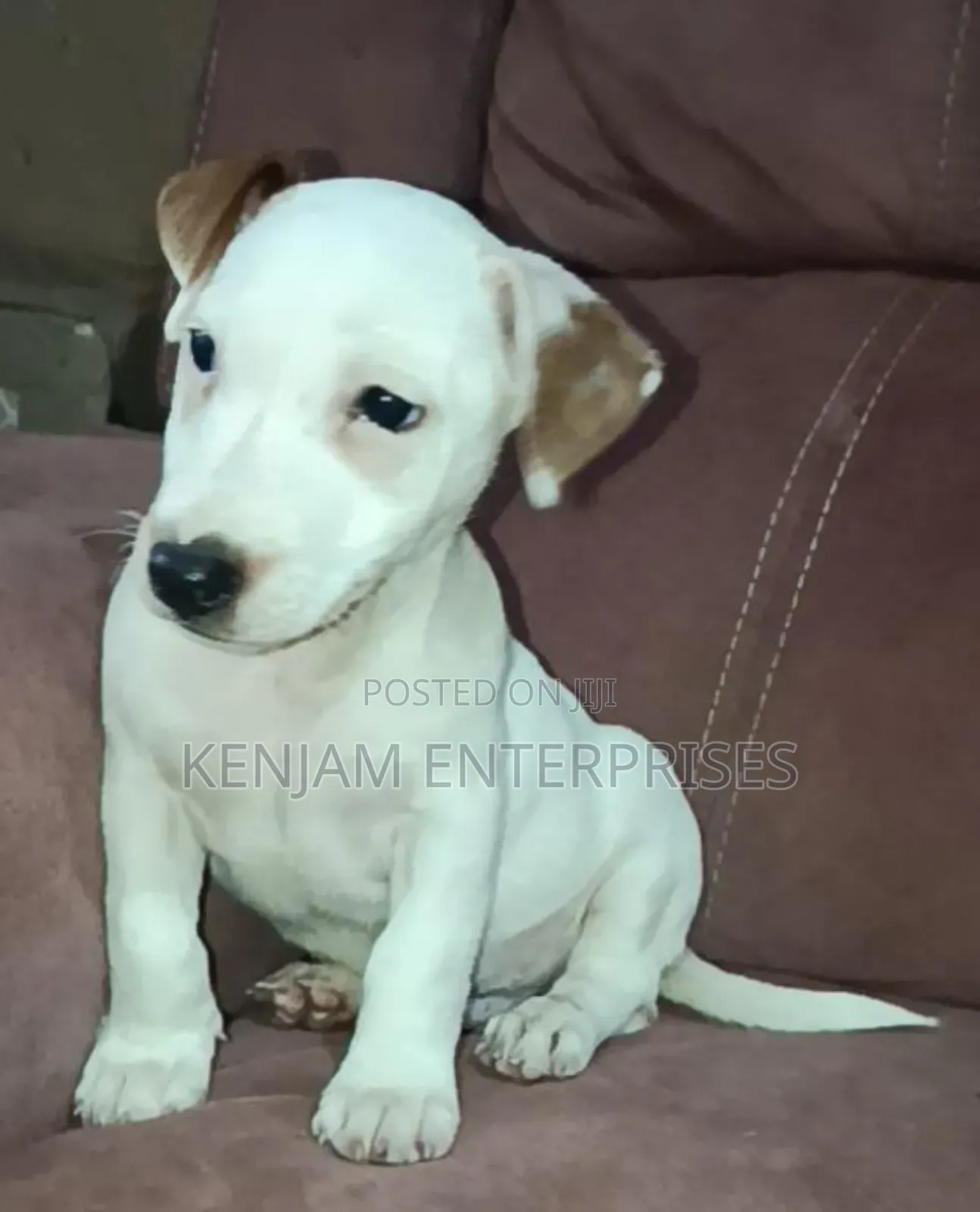 1-3 months Female Purebred Jack Russell Terrier