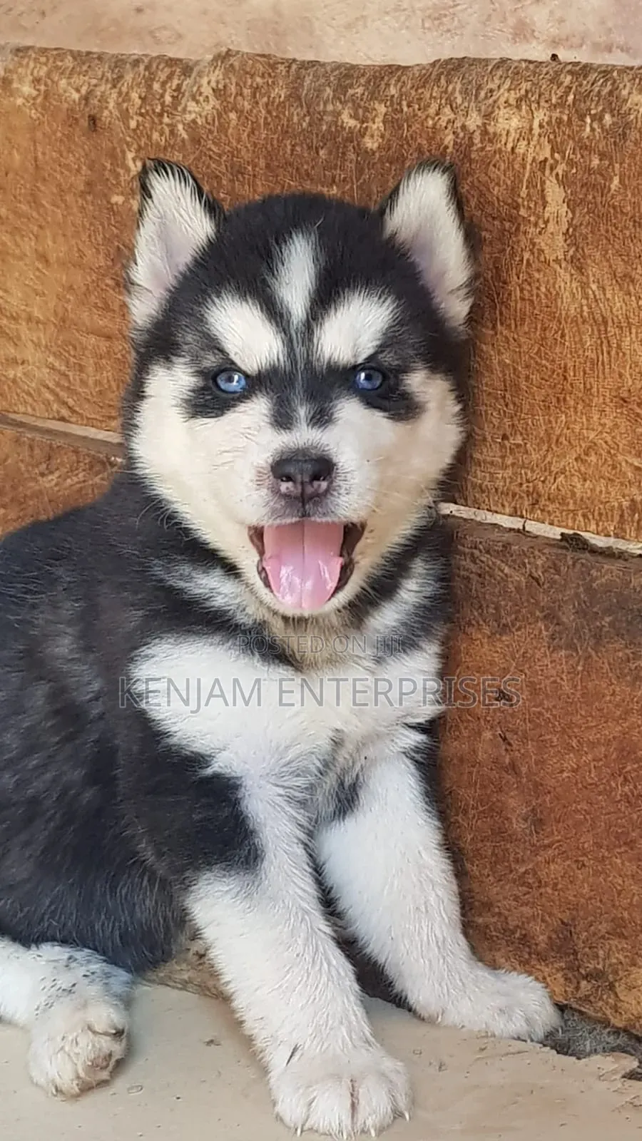 1-3 months Male Purebred Siberian Husky