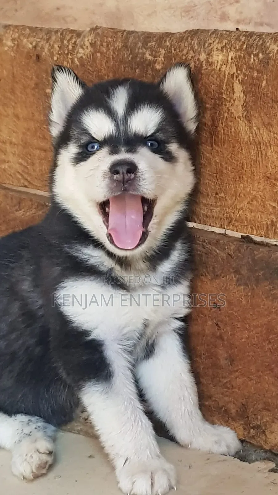 1-3 months Male Purebred Siberian Husky
