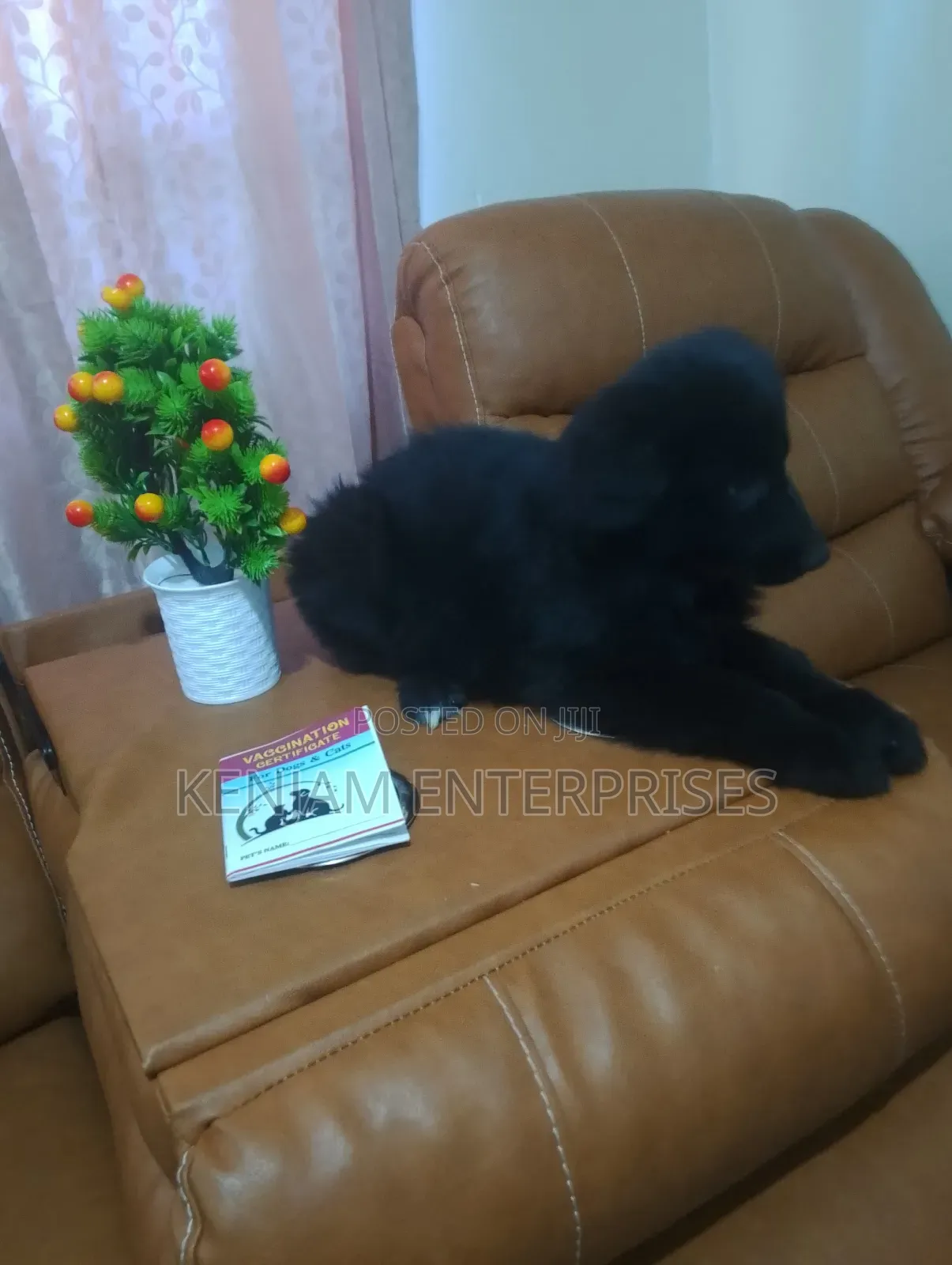 1-3 months Male Purebred German Shepherd