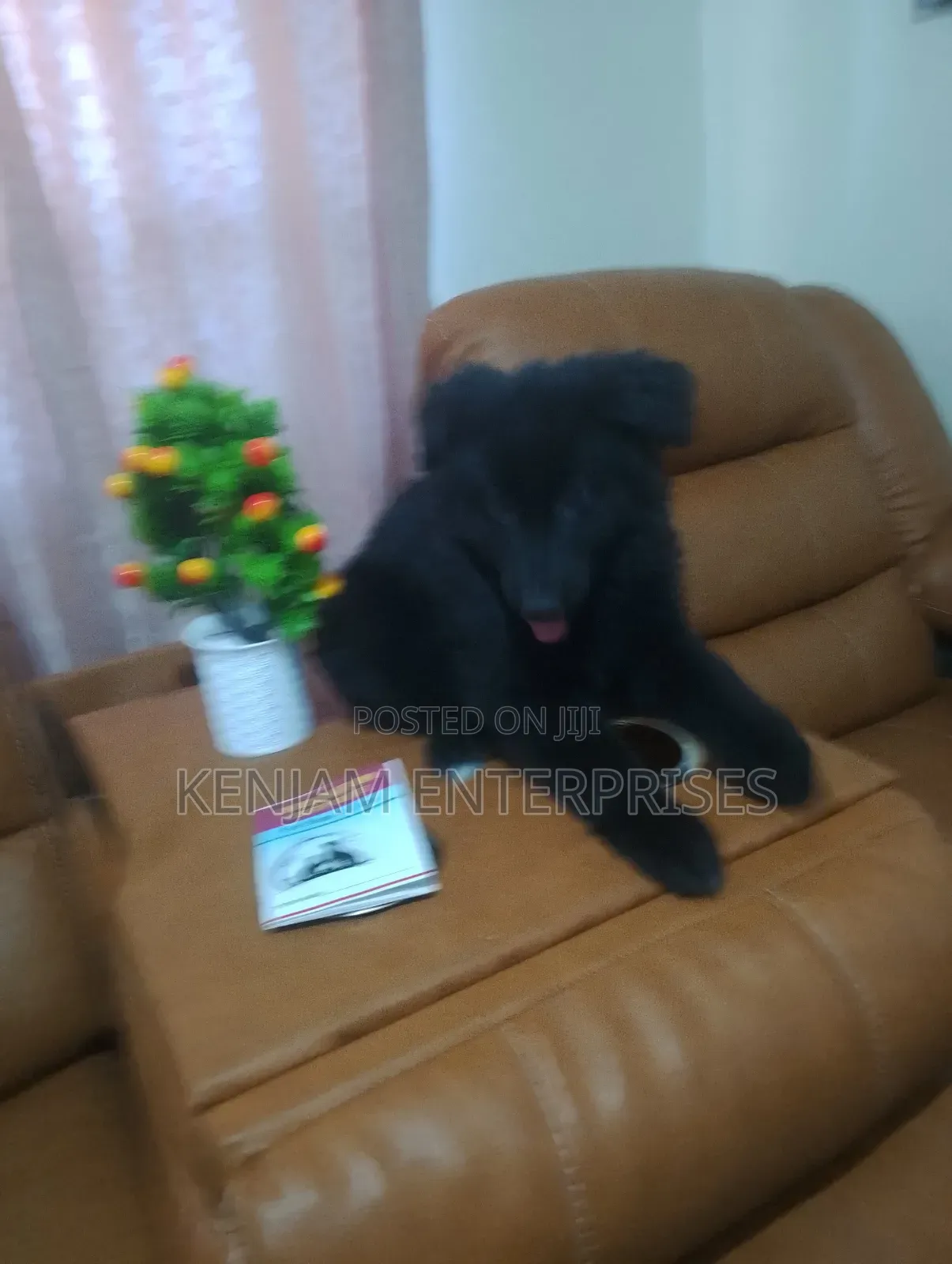 1-3 months Female Purebred German Shepherd