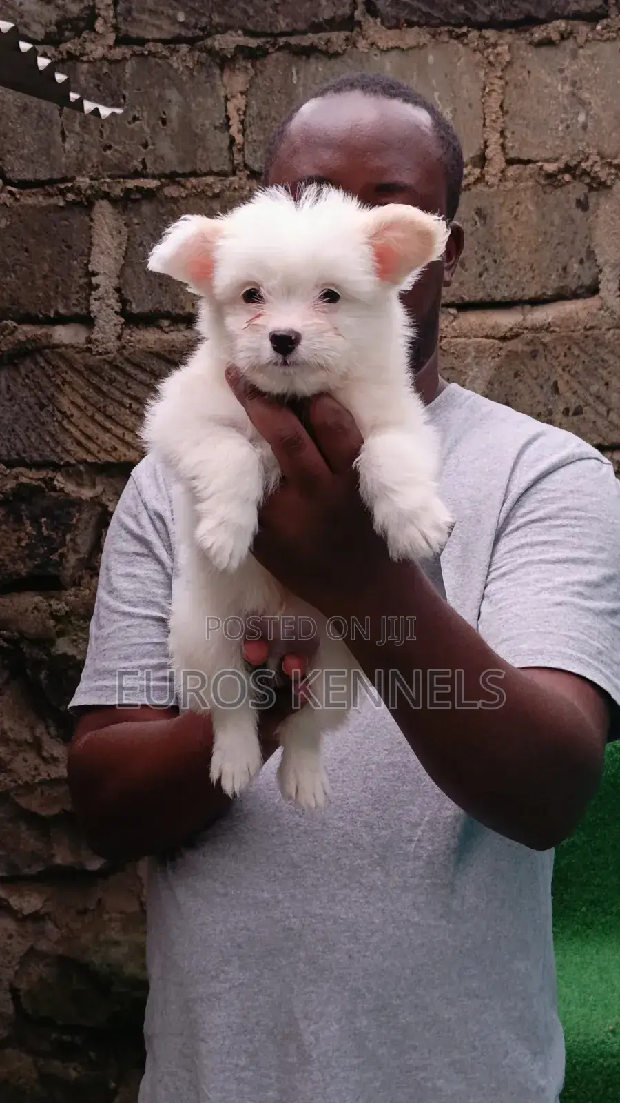 1-3 months Male Purebred Havanese
