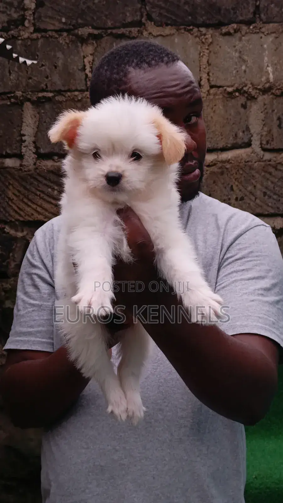 1-3 months Male Purebred Havanese