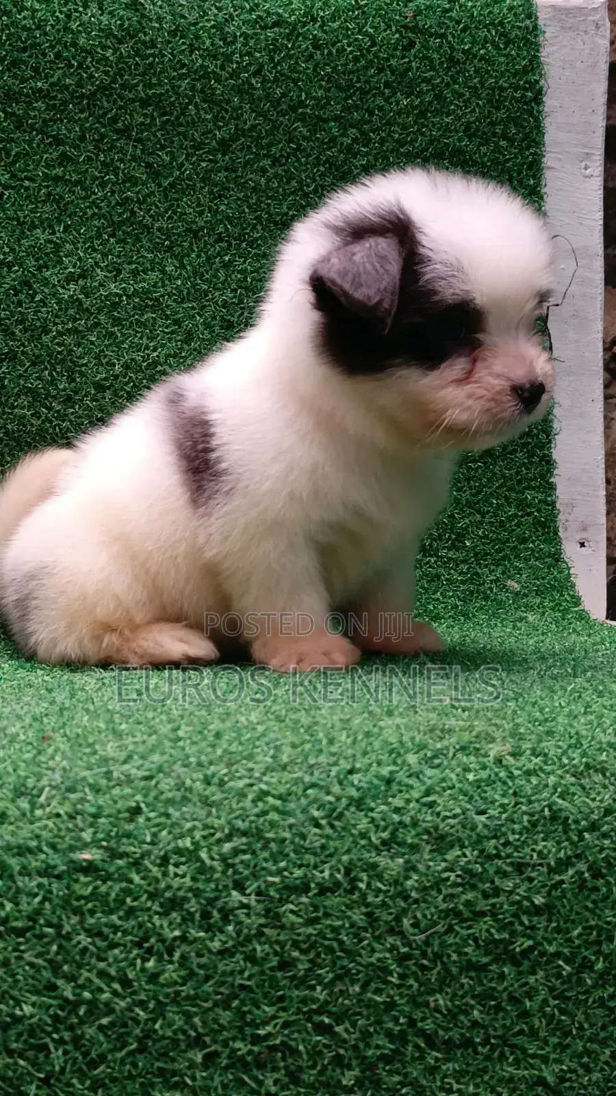 1-3 months Male Purebred Havanese