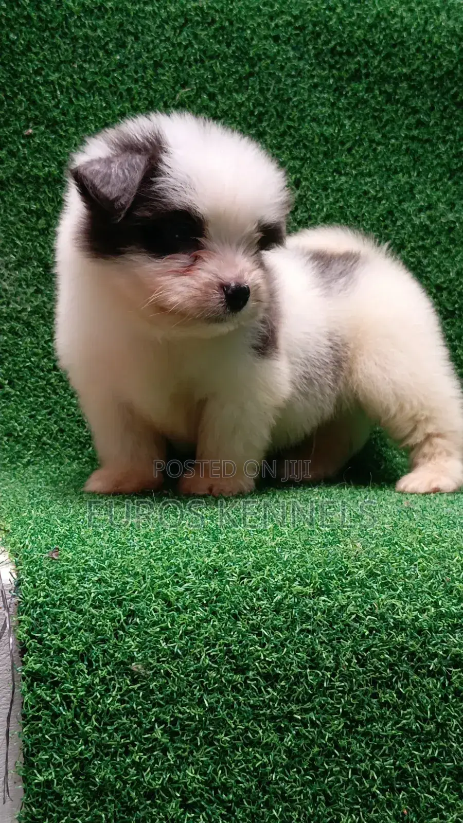 1-3 months Male Purebred Havanese