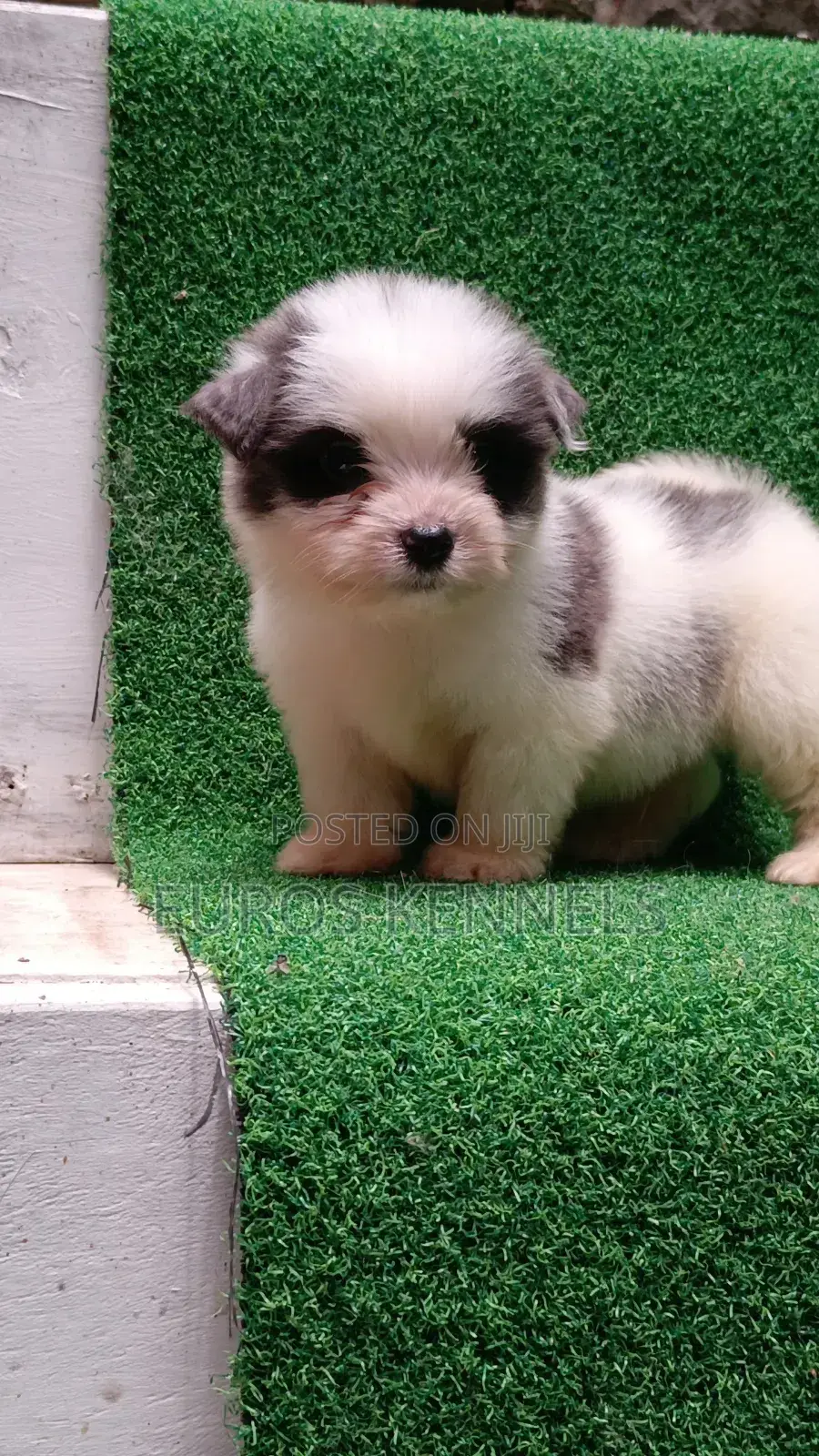 1-3 months Male Purebred Havanese
