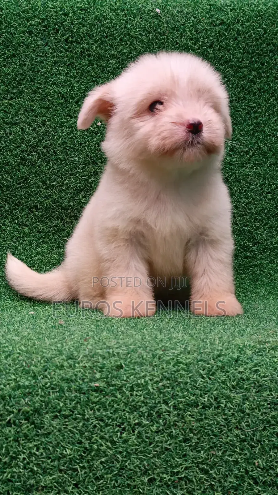 1-3 months Female Purebred Havanese