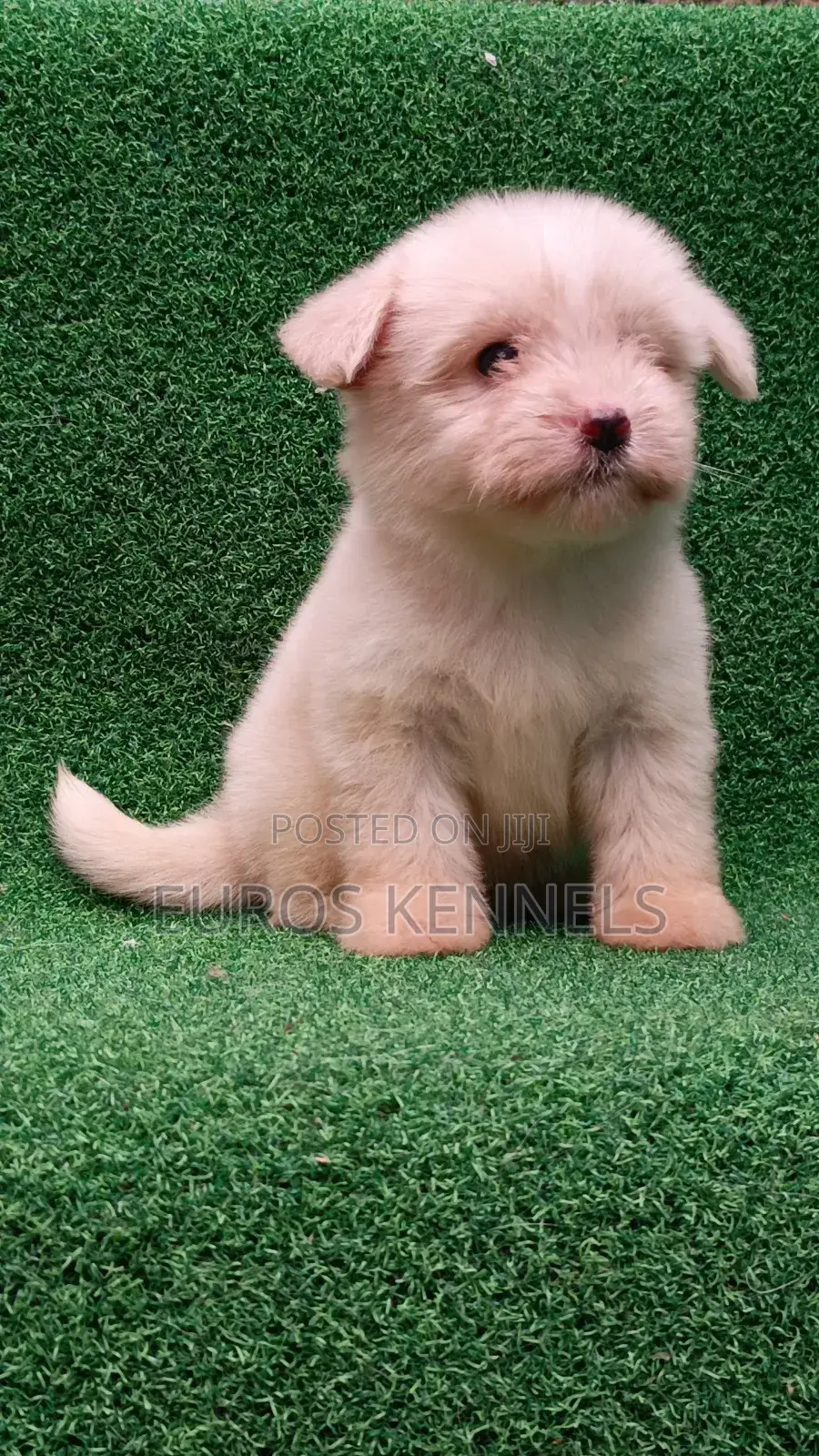 1-3 months Female Purebred Havanese