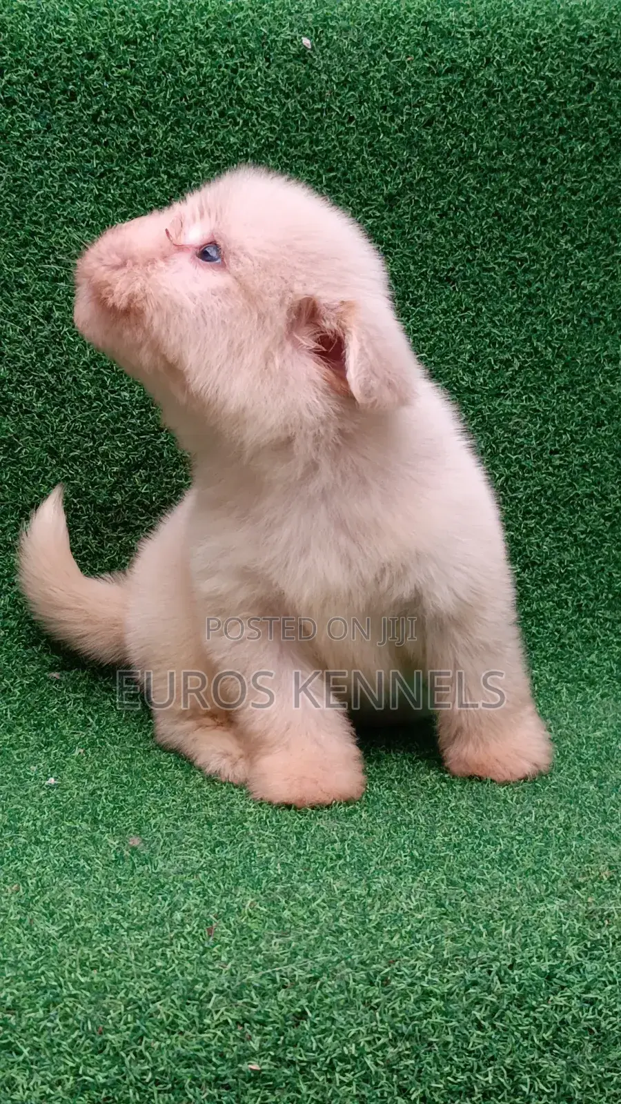 1-3 months Female Purebred Havanese